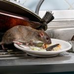 rats pest control
