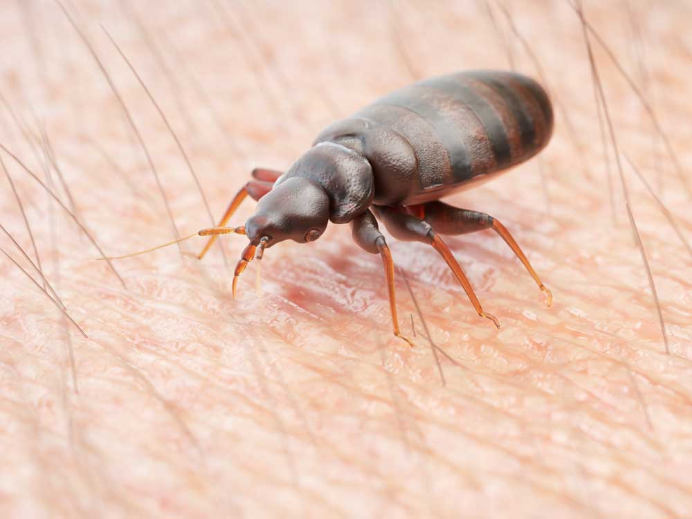 pest control treatment for bed bugs