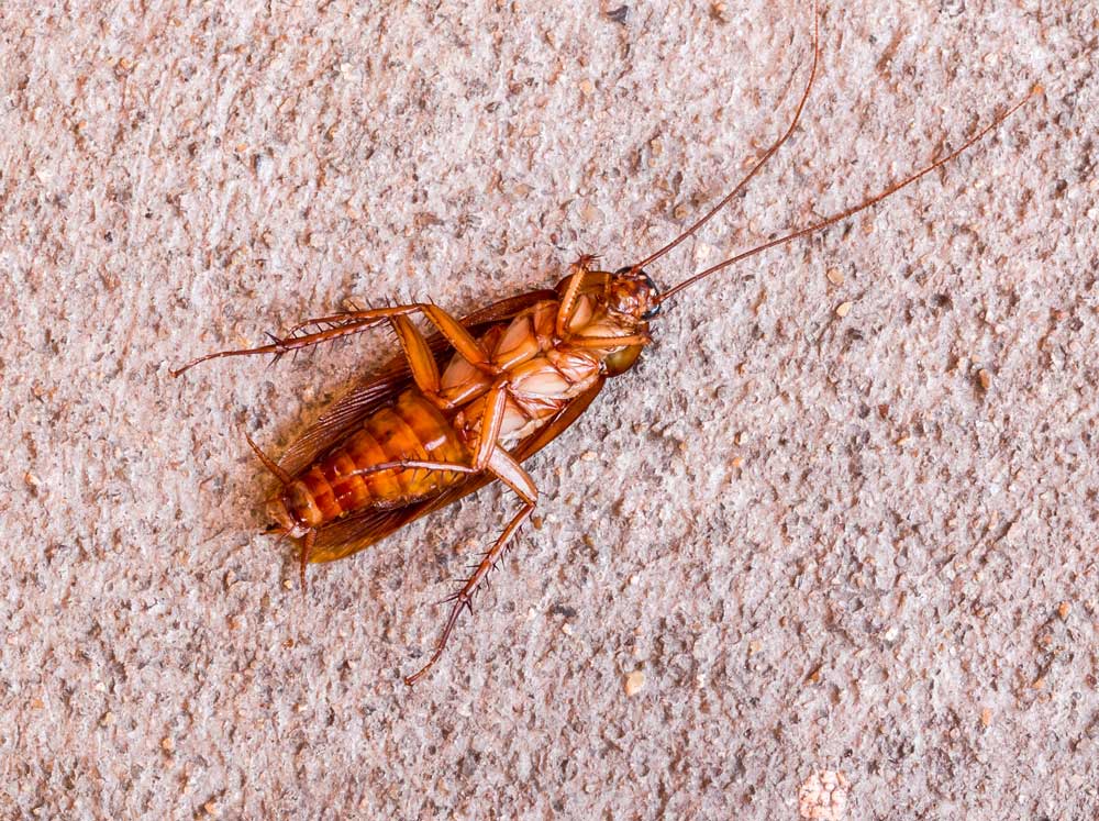 pest control treatment for cockroaches